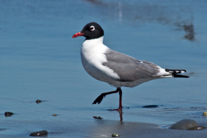 Franklin's Gull